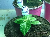 Antillias Caribian Habanero.webp
