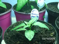 Edes Füszerpaprika.webp
