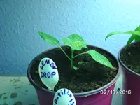 Lemon Drop.webp