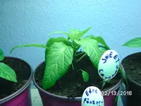 Sweet Cayenne.webp
