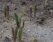 Gartenbaumi3.webp