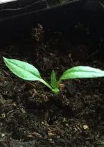Chili1.webp