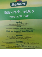 Kirsche2.webp