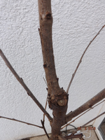 Kirsche4.webp