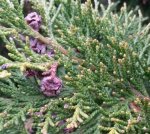 Thuja_Detail.jpg