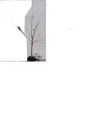 Kirsche3v.webp