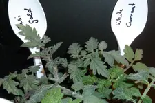 Resi Gold und White Currant.webp