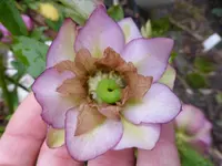 P1030251.webp