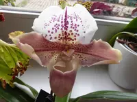 P1030334.webp
