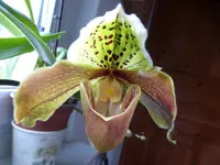 P1030338.webp