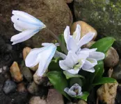scilla.webp