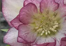 DoubleEllenPicotee.webp