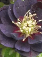 'BlueLady'.webp