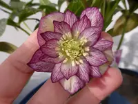 P1030344.webp