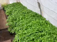 tomaten 2012.webp