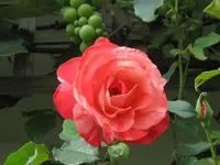 Copy of IMG_0655.webp