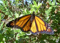 Monarch v.webp