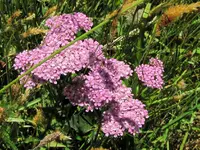 IMG_8218v.webp