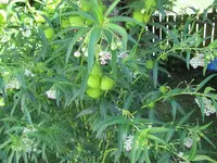 swan plant v.webp