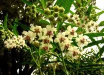 Januar 2011 103v.webp