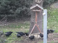 DSCF9053.jpg