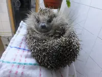 DSCF9025.webp