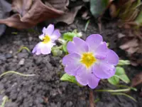 P1030223.webp