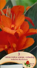 rotlaubige Canna.webp