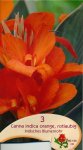 rotlaubige Canna.jpg