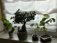 Bonsai .jpg