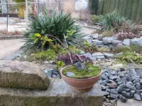 Autdor Bonsai.webp