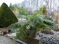Baumfarn.webp