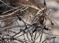 Clemi_Altlaub_bereift_befroren_eiskrstalle_still life_makro_800.webp