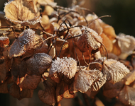 Hortensie_Gegenlicht_Eis_Kristalle_Winter_bokeh_makro3_800.webp