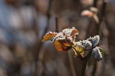 Rosenaustrieb_Eis_Kristalle_still life_makro2_900.webp