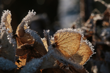 Hortensie_Gegenlicht_Eis_Kristalle_Winter_bokeh_makro1_800.webp
