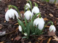 DSCF9166.webp
