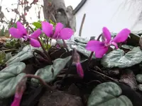 DSCF9191.jpg
