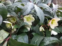 DSCF9178.webp