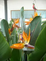 DSCN0042.webp