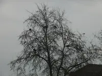 DSCF9082.webp