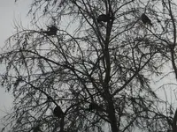 DSCF9084.webp