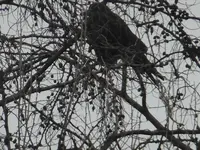 DSCF9093.webp