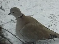 DSCF9121.webp
