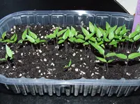 DSCF4038.webp