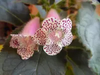 P1030477.webp