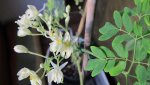 moringa - 1.jpg