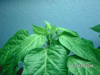 Blüte.webp