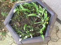 Krokusse.webp