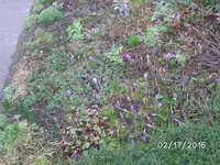 Krokusse (2).webp